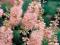 Clethra alnifolia 'Pink Spire'Orszelina zwyczajna