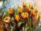 KOWALIK  - Tulipany 30x40  BCM !!!!