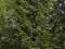 Daglezja zielona sadzonki 25-30cm 1,2zł/szt