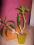 Dendrobium Phalaenopsis - kolor niespodzianka !!!!