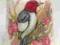 Trillum Woodpecker -por.naparstek Canada TCC