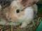 Królik - króliczek baranek samiczka samczyk Wrocła