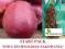 Jabłoń Malinowa malinówka balot START PACK
