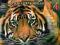 DZIKI ŚWIAT ZWIERZĄT TOM 14 TYGRYS