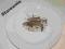 TALERZ PŁASKI Schirnding Bavaria,ozdobny,tanio