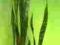 SANSEVIERIA trif. Black Star ------- 1 metr --!!