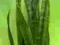 SANSEVIERIA trif. Black Star ------- 1 metr --!!