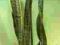 SANSEVIERIA trif. Black Star ------- 1 metr --!!