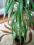 Jukka Juka palma Yucca Juca 1,50 doniczkowa