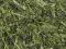 Sencha i Miłorząb Japoński (Ginkgo) - 50 g