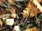 HERBATA Sencha Cytrusowa Pasja