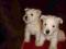 Szczenięta 2 miesięczne West White Terrier Rodowód