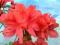 Azalia japońska Obtusum czerwony rododendron
