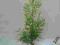 Thuja Brabant 55cm! Tuja! Nasz transport gratis!