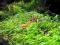 zestaw roslin trawnik hedyotis utricularia japan