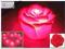 LP12 czerwona Lampka świecąca róża kwiatek
