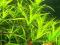 Heteranthera zosterifolia 15-30cm + gratis