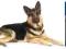 Royal Canin MAXI ADULT 15+3 kg PROMOCJA 18 kg
