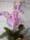 STORCZYK ORCHIDEA w 6 kolorach-ostatnie wystawieni