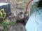 Fretka - fretki samiczka 9 tyg.ciemny tchórzyk W-w