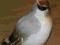 ŁOMONOSOW pliszka ptak porcelana Rosja