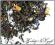 Herbata czarna ŻONA EARL GREY 50g Rewelacyjna!!!