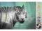 TIME4ART OBRAZ TYGRYS BENGALSKI 120x80 cm 1277<