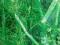 KOPER WŁOSKI (Foeniculum vulgare) - ogród ziołowy
