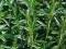 CZĄBER OGRODOWY (Satureja hortensis) - zioła