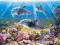 Nowe puzzle 500 Castorland C51014 Dolphins