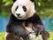 Nowe puzzle 500 Castorland C51519 Panda