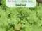 Sałata liściowa Salad Bowl - 1g - Vilmorin