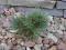Pinus strobiformis 'Loma Linda' - Sosna biała !!!
