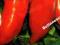 Pomidor szklarniowy Cornabel typ Cornue des Andes