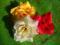 Róże 12szt kwiaty sztuczne różyczki główki POLECAM