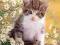 Nowe puzzle 500 Castorland C50840 Kitten Camomile