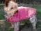 PŁASZCZYK DLA PSA LILLES 40cm RÓŻOWY TX-30582