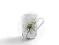 Bone China Botanic Kubek Szarotka 320 ml