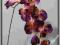 SF606 STORCZYK kwiaty z latexu Purple EXSCLUSIVE