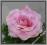 AW72 Róża główka cieniowana SZTUCZNE KWIATY Nr. 18