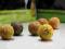 Tandem Baits Impact Boilies Kryl atlantycki 18mm 5