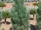 Pinus sylvestris 'Fastigiata' - Sosna pospolita