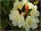 Rododendron wielkokwiatowy Creamy Chifon