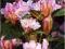 Rododendron wielkokwiatowy Cheer