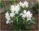 Rododendron wielkokwiatowy Cunninghams White