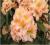 Rododendron wielkokwiatowy Fluidum