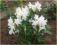 Rododendron wielkokwiatowy Cunninghams White
