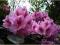 Rododendron wielkokwiatowy Diadem