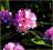Rododendron wielkokwiatowy Dominik