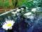 Kwiatki margerytki białe - 24 szt wesele KWMS-008a